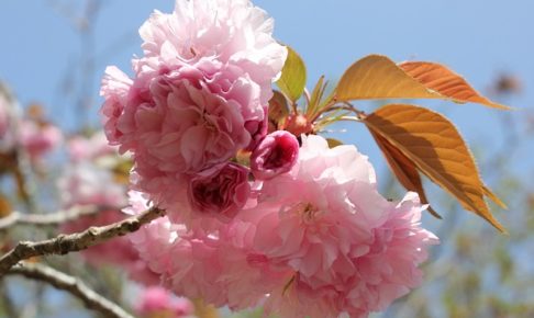 美しいカンザン桜の花の写真