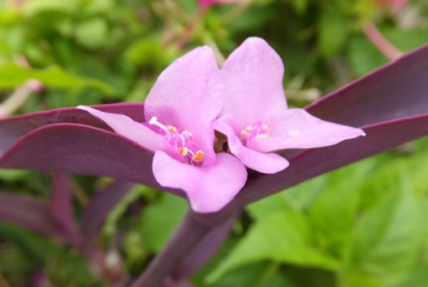 ムラサキゴテンの花の写真
