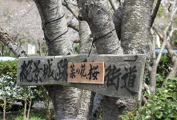 桜の木にかけられた絶景城跡・菜の花、桜街道の木の看板写真