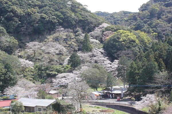 長尾城跡展望所へ向かう道から見た桜の景色の写真