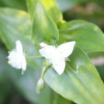 白いツユクサの花の写真
