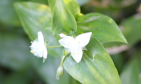 白いツユクサの花の写真