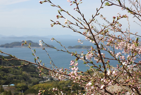長尾城跡から見た景色の写真（桜と海）