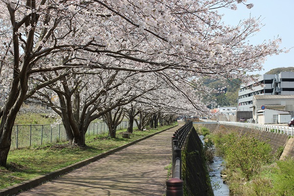 高田駅付近線路脇の桜並木の写真（小道と桜、川）
