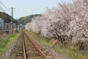ＪＲ高田駅付近、線路脇に植えられてる満開の桜と線路の写真