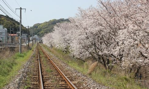 ＪＲ高田駅付近、線路脇に植えられてる満開の桜と線路の写真