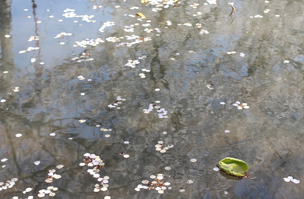大村護国神社、池に映った桜と桜の花びらの写真