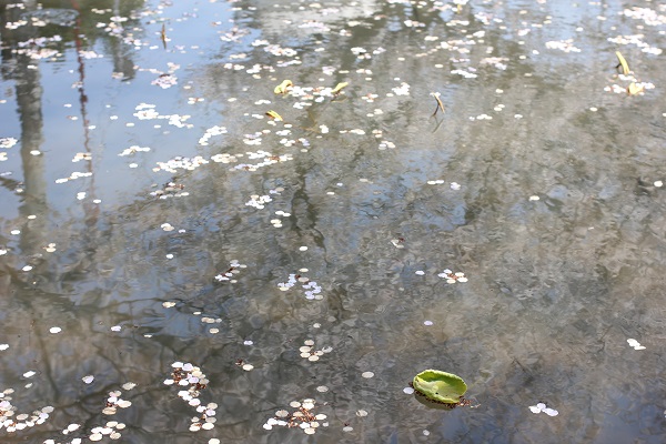 大村護国神社、池に映った桜と桜の花びらの写真