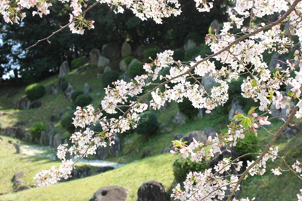 旧円融寺庭園の枯山水庭園と桜の写真