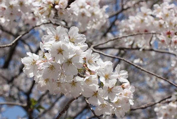大村護国神社の桜、美しいソメイヨシノのアップ写真