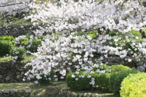大村護国神社を彩る満開の桜の写真