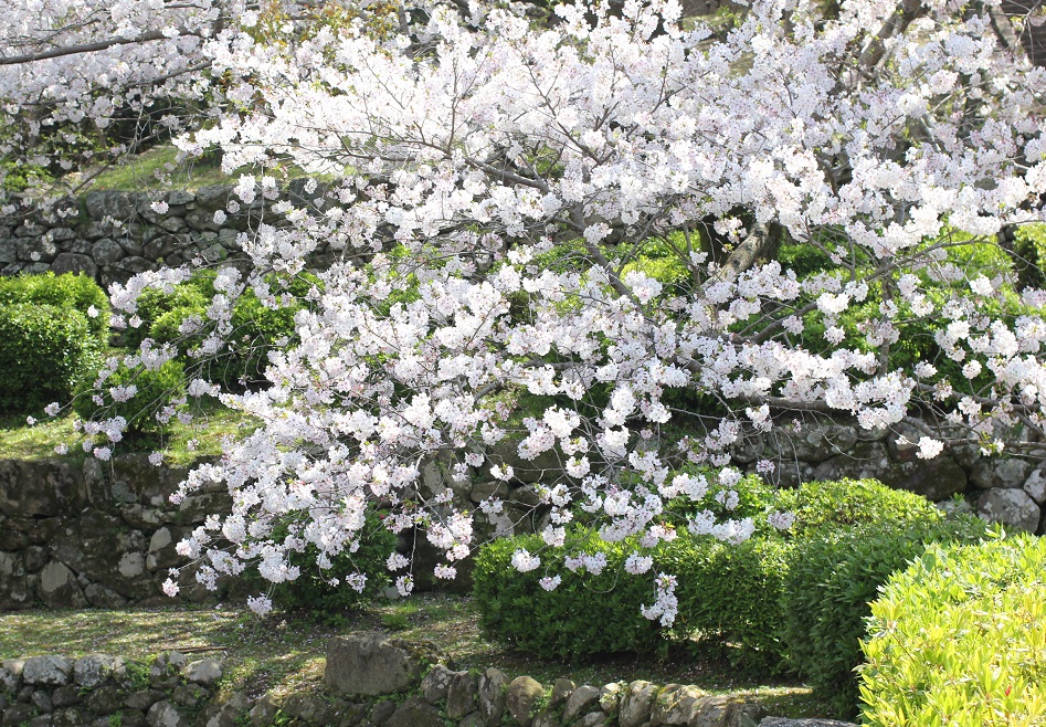 大村護国神社を彩る満開の桜の写真