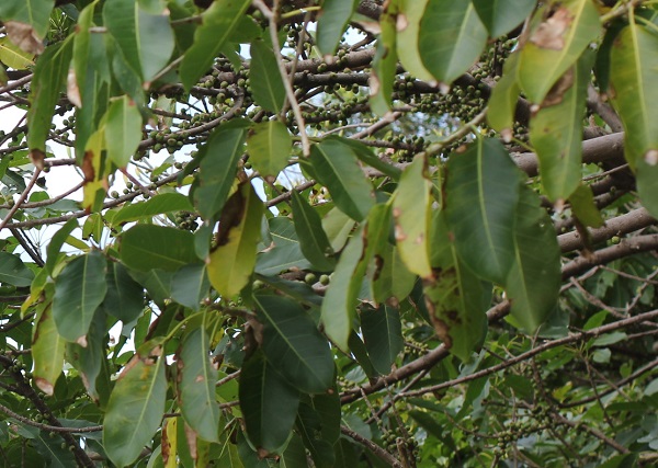 アコウの木、葉の様子の写真