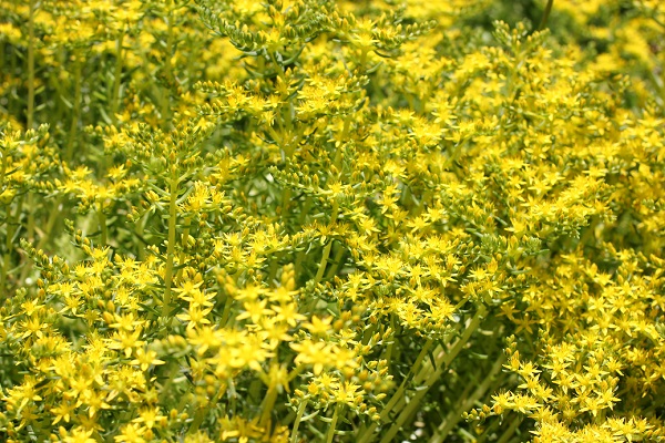 セダム 黄色い花のメキシコマンネングサが庭で満開 | 優しい雨
