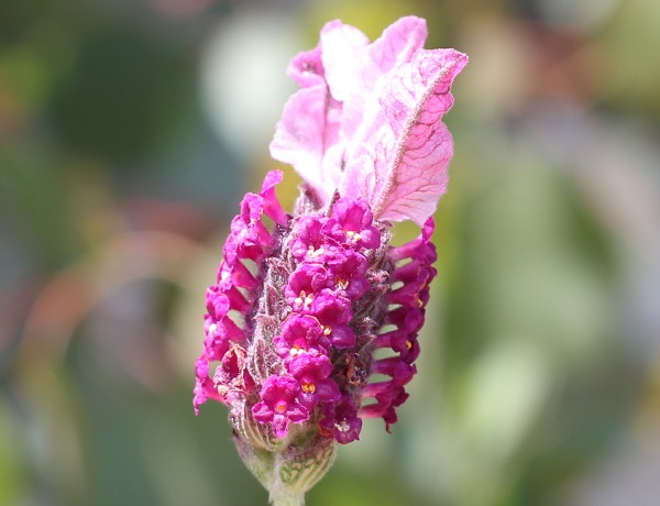 フレンチラベンダーの花のアップ写真