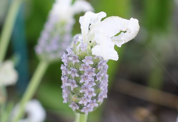 苞が白いフレンチラベンダーの花のアップ写真