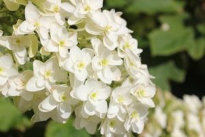 カシワバアジサイの花の写真