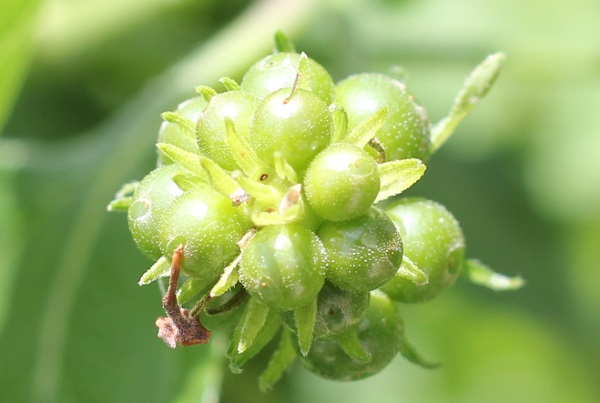 ランタナの緑の果実のアップ写真