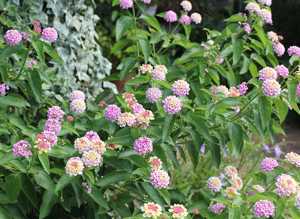 ランタナの色は豊富で変化も面白い 花や実の様子 育て方 優しい雨