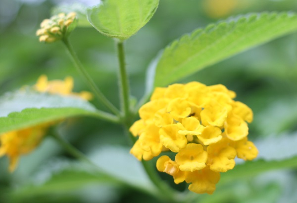 黄色一色のランタナの花