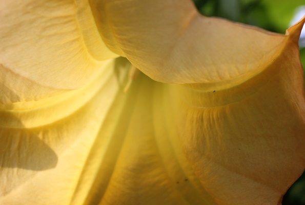 エンジェルストランペットの花のアップ写真