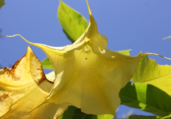 エンジェルストランペットの花の写真