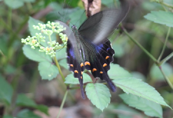 ヤブガラシ（藪枯らし)の花とアゲハ蝶の写真