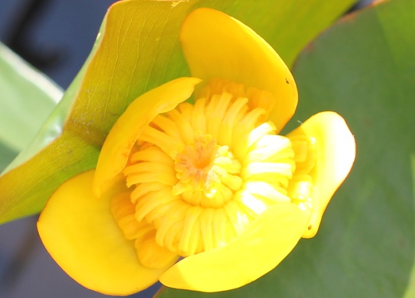 ベニコウホネ（紅河骨）の花 水辺に浮かぶ黄色やオレンジが鮮やか