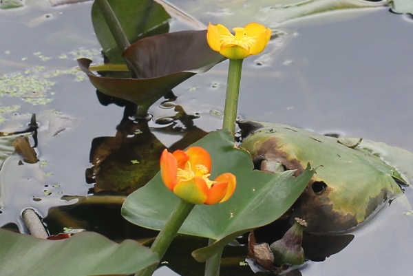 ベニコウホネ（紅河骨）の花 水辺に浮かぶ黄色やオレンジが鮮やか
