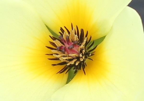 ウォーターポピーの花のアップ写真、雄しべや雌しべの様子