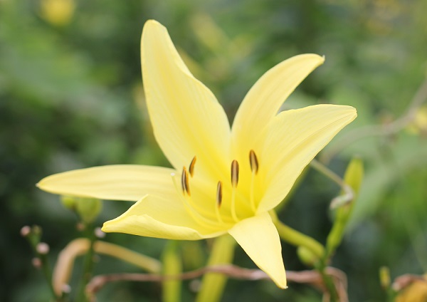 ユウスゲの花のアップ写真