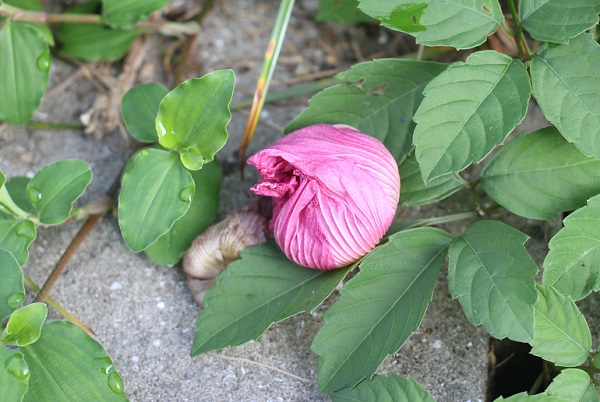 地面に落ちた酔芙蓉（スイフヨウ）の花の写真