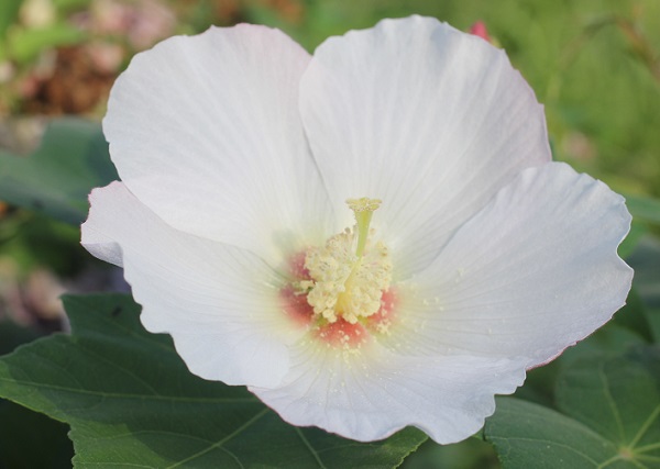 朝の酔芙蓉（スイフヨウ）の花（白花）、アップ写真