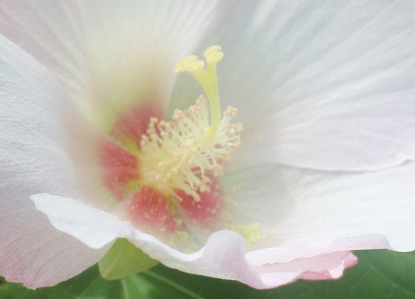 酔芙蓉（スイフヨウ）の花の中のアップ写真、雄しべや雌しべ