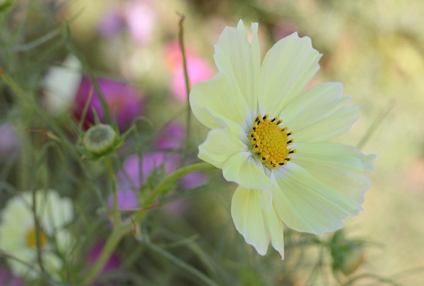 クリーム色のコスモス、イエローガーデンの花のアップ写真