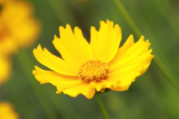 オオキンケイギクの花のアップ写真