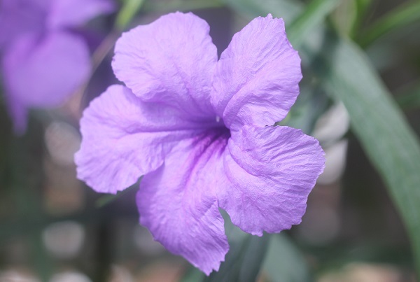 ヤナギバルイラソウの花、アップ写真