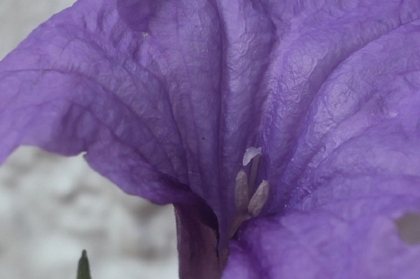ヤナギバルイラソウの花の中、雌しべや雄しべの写真
