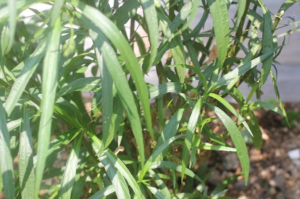 ヤナギバルイラソウの葉の写真