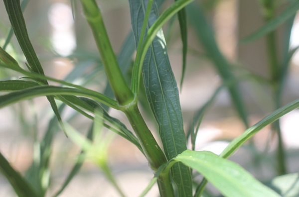 ヤナギバルイラソウの茎の様子の写真