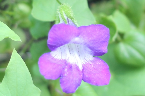 ツタバキリカズラ（アサリナ）の花のアップ写真