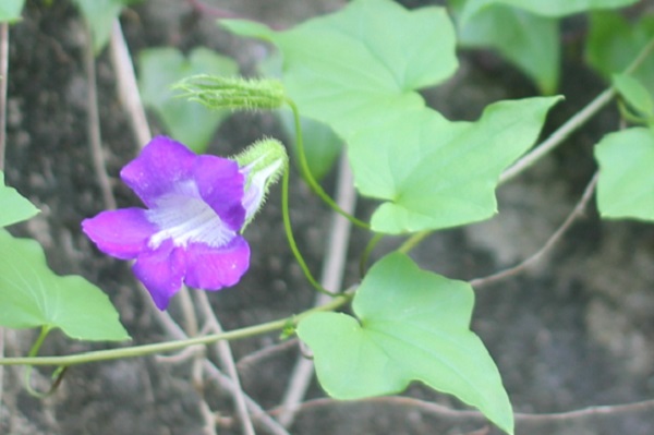 ツタバキリカズラ（アサリナ）の花と葉の写真