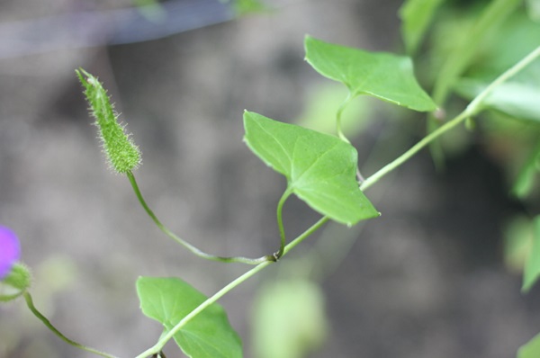 ツタバキリカズラ（アサリナ）の葉、ツル、蕾の写真