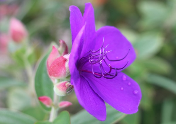 横から見たシコンノボタン（紫紺野牡丹）の花の写真
