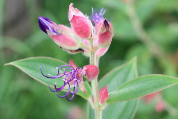 シコンノボタン（紫紺野牡丹）の蕾や葉、花後、美しい色合いの写真