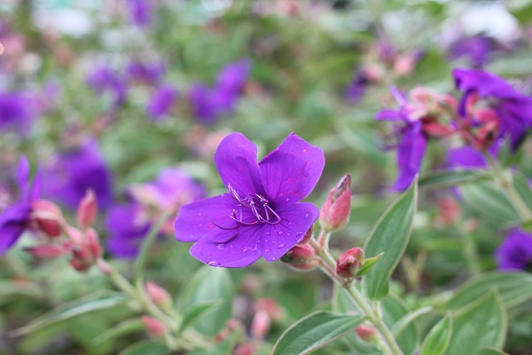 シコンノボタン（紫紺野牡丹）の花の写真