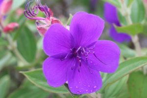 美しいシコンノボタン（紫紺野牡丹）の花の写真