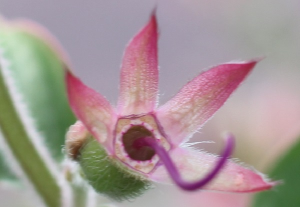 シコンノボタン（紫紺野牡丹）の花後、ガクと雌しべの写真