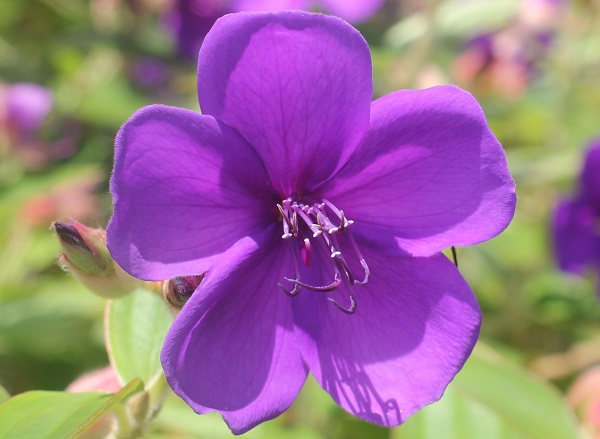 シコンノボタン（紫紺野牡丹）の花のアップ写真