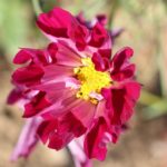 コスモス　シーシェルの花の写真